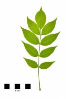 Frêne - feuille sur fond blanc (Fraxinus excelsior)
